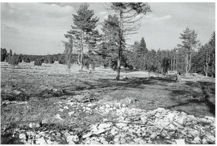 Deforested part of pine-spruce wood after ecological heath management