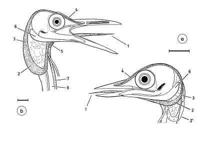 Extensibility of the tongue of 'ground woodpeckers' - anatomy