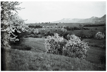 A19 - Fig.2 Great Grey Shrike territories in an area with traditional orchards in the region of the southwestern Schwäbische Alb