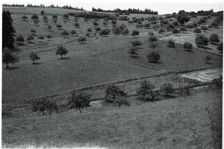 A19 - Fig.3 Great Grey Shrike habitat in an area with traditional orchards on a former Allmende