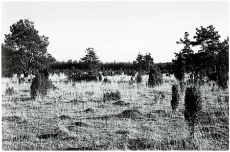 A19 - Fig.4 Territory of Great Grey Shrike in an area with hedges and heath in the region of the southwestern Schwäbische Alb