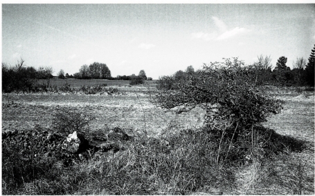 A19 - Fig.5 Great Grey Shrike territory in an area with open natural hedges in the region of the southwestern Schwäbische Alb