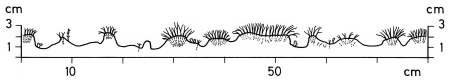 A19 - Fig.48 Micro-topography of a sheep pasture with tussocks