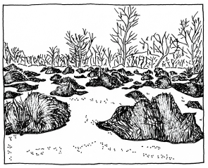 A19 - Fig.52 Melting of snow cover at margins of bogs