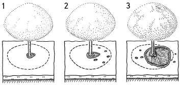 A19 - Fig.54 Melting of snow cover in traditional orchards