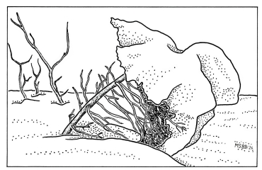 A19 - Fig.57  Melting of snow-cover at deciduous and conifer trees