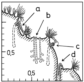 A19 - Fig.58 Sheep tracks as micro-structure on sheep pastures