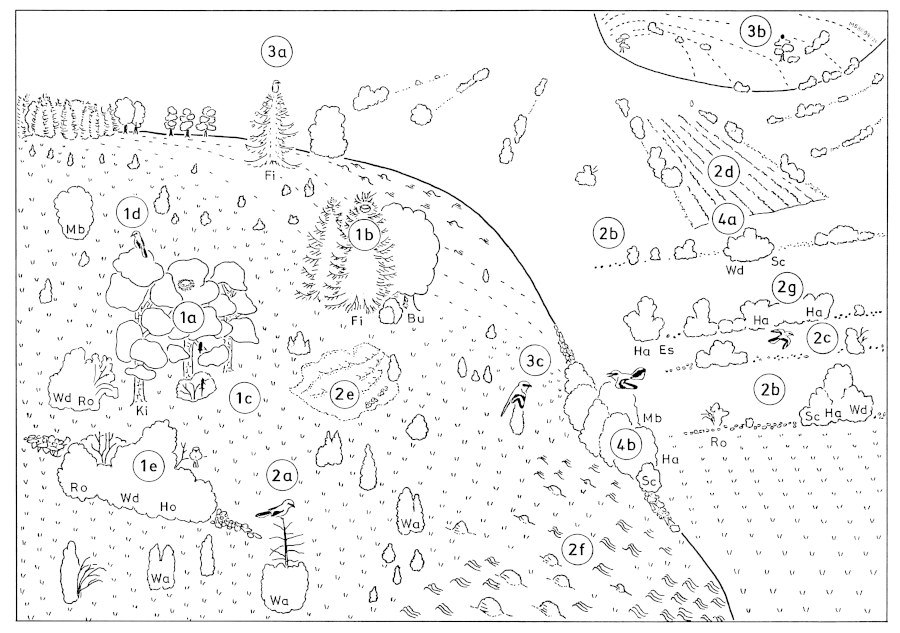 A19 - Fig.66   Habitat of Great Grey Shrike in landscape with open natural hedges and heath: model