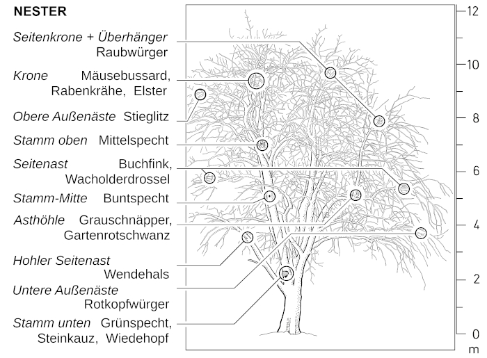 Z21 - Abb.3 Typische Nest-Standorte in Obstb&auml;umen in Streuobst-Landschaften