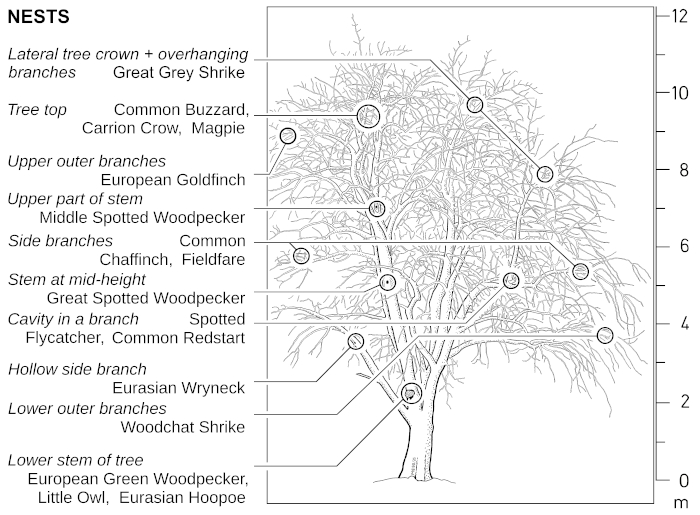 A21 - Fig.3 Typical nest-sites in fruit-trees in traditional orchard habitats