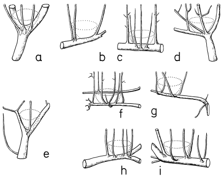 A20 - Fig.4-1 Microstructure of nest-sites of the Great Grey Shrike: basket-like twigs in fruit-trees