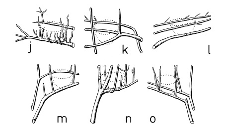 A20 - Fig.4-2 Microstructure of nest-sites of the Great Grey Shrike: basket-like twigs in spinous bushes