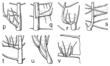 A20 - Fig.4-3 Microstructure of nest-sites of the Great Grey Shrike: basket-like twigs in conifers