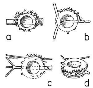 A20 - Fig.5 Layer of outer nest with spinous twigs at nests of the Great Grey Shrike