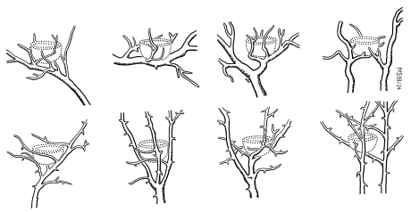 A20 - Fig.9 Microstructure of nest-sites of the Woodchat Shrike: basket-like concentration of twigs