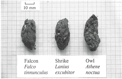 Pellet of Great Grey Shrike, compared to falcon and owl