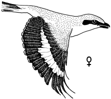 female Great Grey Shrike - flying