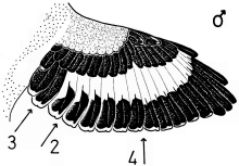 male Great Grey Shrike - spread wing