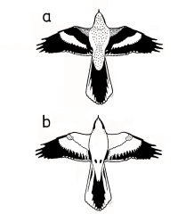 Pattern of flying Great Grey Shrike, seen from above and from below