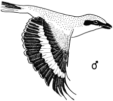 A15 - Fig.1-1 Male Great Grey Shrike - flying