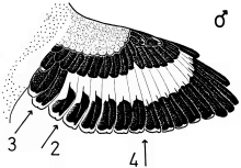 A15 - Fig.2-1 Male Great Grey Shrike - spread wing