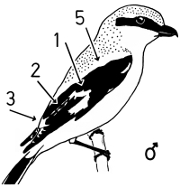 A15 - Fig.3-1 Male Great Grey Shrike - perching, side view