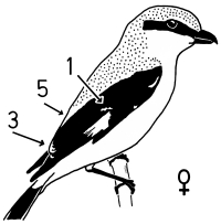 A15 - Fig.3-2 Female Great Grey Shrike - perching, side view