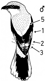 A15 - Fig.4-1 Male Great Grey Shrike - perching, seen from behind