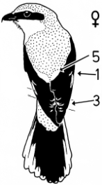 A15 - Fig.4-2 Female Great Grey Shrike - perching, seen from behind