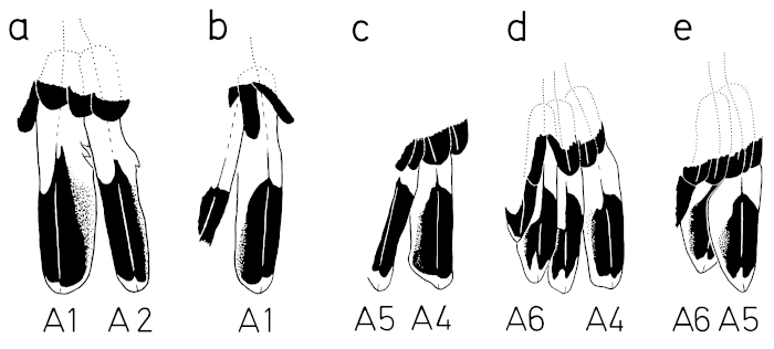 A15 - Fig.5-1 Sex characteristics on the secondaries of Great Grey Shrikes - in males