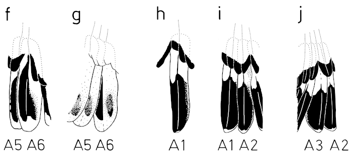 A15 - Fig.5-2 Sex characteristics on the secondaries of Great Grey Shrikes - in males and females