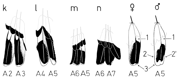 A15 - Fig.5-3 Sex characteristics on the secondaries of Great Grey Shrikes - in males and females - scheme