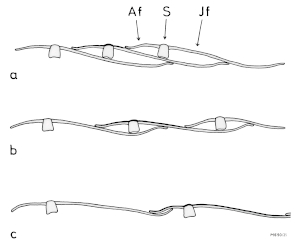 A15 - Fig.6 Visible parts of remiges when spreading the wing