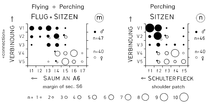 A15 - Fig.8-3 Sex characteristics on the wing of Great Grey Shrikes of subspecies L. e. excubitor - in museum skins