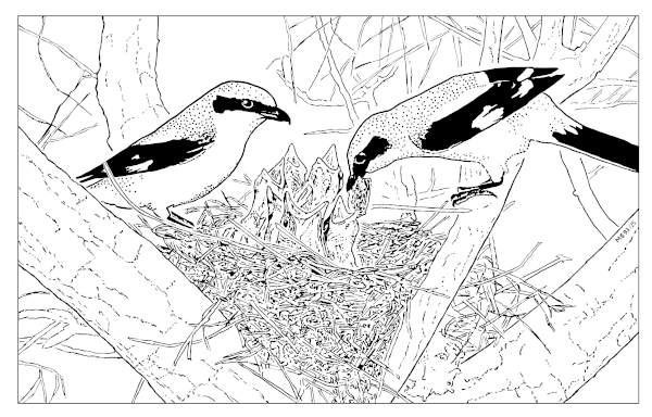 A15 - Fig.13  Breeding birds of Great Grey Shrike L. e. excubitor in eastern France - potential male and female at the nest, from photo