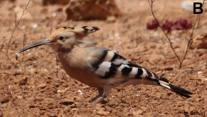 A41 - Fig.B Hoopoe with prey in its bill
