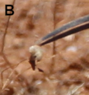 A41 - Fig.B Detail - Prey held in bill-tip