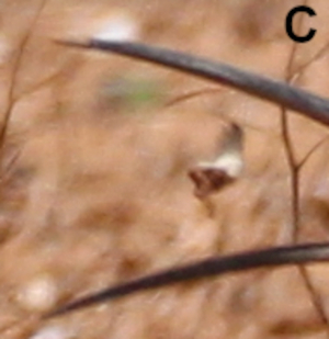 A41 - Fig.C Detail - Prey freely flying
