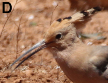 A41 - Fig.D After tossing back of prey