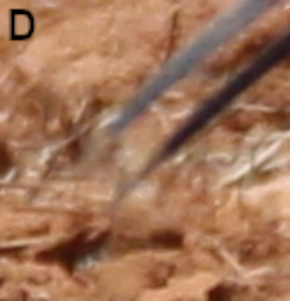 A41 - Fig.D Detail - Bill-tip after tossing movement